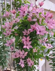 Clematis (a sun-loving flower, learn about the growth habits and care methods of clematis) 2