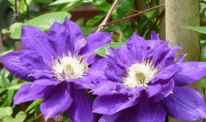 Clematis (a sun-loving flower, learn about the growth habits and care methods of clematis) 3