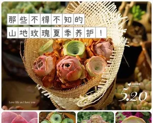 Care Tips for Mountain Rose Succulents (From Selection to Maintenance, Don’t Miss These Key Steps!)