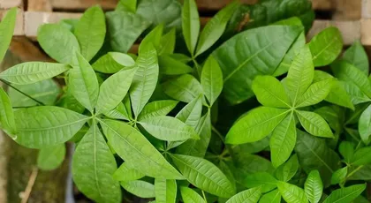 The Benefits of Lucky Bamboo in the Bedroom (How to Care for Lucky Bamboo in the Bedroom?)