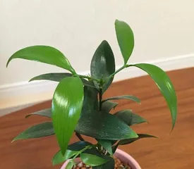 水仙百合的养护方法（水仙百合的水养技巧和注意事项）2