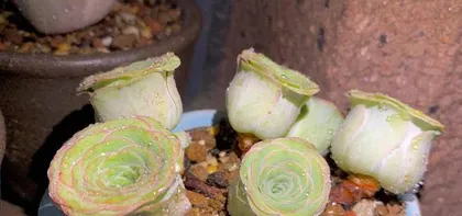 Maintenance Secrets for Mountain Rose Succulents (From Selection to Care, These Key Steps Cannot Be Ignored!) 2