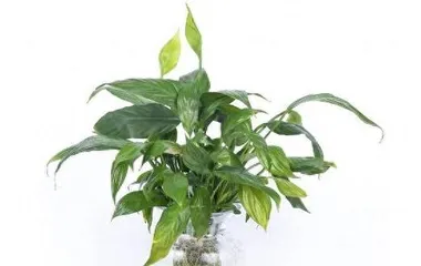 水仙百合的养护方法（水仙百合的水养技巧和注意事项）3