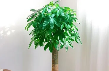 Benefits of Placing Lucky Bamboo in Bedroom (How to Care for Lucky Bamboo in Bedroom?) 2