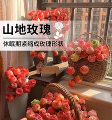 Maintenance Secrets for Mountain Rose Succulents (From Selection to Care, These Key Steps Cannot Be Ignored!) 3