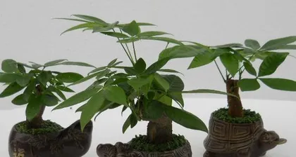 Benefits of Placing Lucky Bamboo in Bedroom (How to Care for Lucky Bamboo in Bedroom?) 3