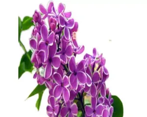 The Mystery of Winter-Blooming Lilacs (Exploring the Reasons for Lilacs to Blossom in Cold Winters and Care Methods)