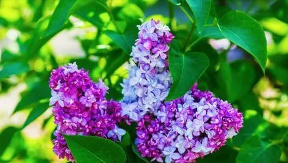 丁香花冬季开花的奥秘（探讨丁香花在寒冷冬季绽放的原因及养护方法）2