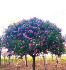 丁香花冬季开花的奥秘（探讨丁香花在寒冷冬季绽放的原因及养护方法）3