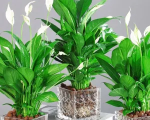 Smooth Sailing (A Brief Introduction to Indoor Pot Plant Care)