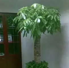 The Cultivation and Care of Bamboo (How long does it take to take root?)