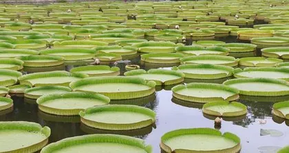 Bamboo Fern Planting and Care (How Long to Adapt to the Pot?) 2