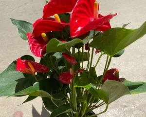 Smooth Sailing (A Brief Discussion on the Care Methods of Indoor Potted Plants) 2