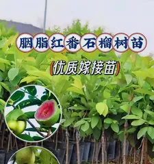 Detailed Explanation of the Guava Harvest Season (Understanding the Guava Harvest Season for Effortlessly Enjoying Fresh Fruits)