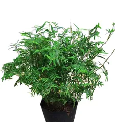 Bamboo Fern Planting and Care (How Long to Adapt to the Pot?) 3