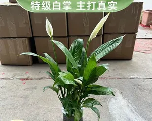 Smooth Sailing (A Brief Discussion on the Care Methods of Indoor Potted Plants) 3