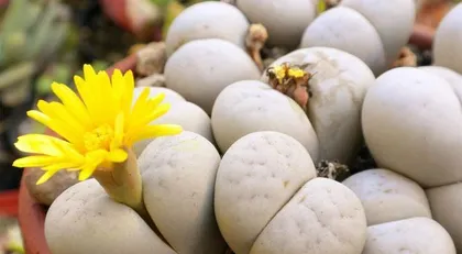 Living Stones Care Guide (How to Keep Your Living Stones Thriving)