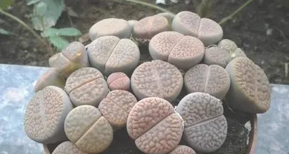 生石花养护指南（让你的生石花茁壮成长）2