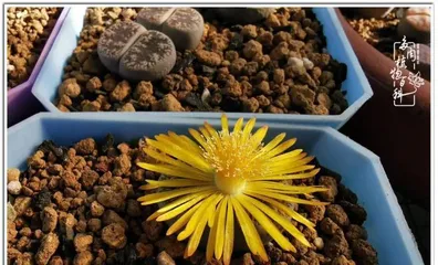 生石花养护指南（让你的生石花茁壮成长）3