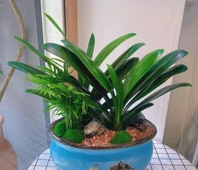 Let the Clivia Miniata bloom outdoors, enjoying the beauty of nature (outdoor care tips to keep Clivia Miniata healthier)