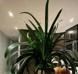 Enjoying Natural Scenery: Outdoor Care Tips for Healthier Clivia Blooms 2