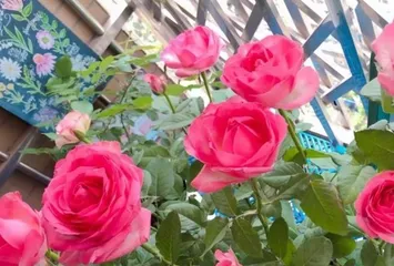 Advantages and Disadvantages of Candy Avalanche Rose (Exploring the planting advantages and disadvantages of Candy Avalanche Rose to help florists choose better varieties)