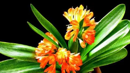 Enjoying Natural Scenery: Outdoor Care Tips for Healthier Clivia Blooms 3