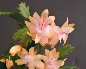 Cattleya Care Ultimate Guide (How long to wait for blooming? How many times can it bloom a year? How to achieve proper care?)