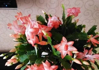 Christmas Cactus Care Guide (How long does it take to bloom? How many times does it bloom a year? How to provide proper care?) 2