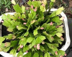 Christmas Cactus Care Guide (How long does it take to bloom? How many times does it bloom a year? How to provide proper care?) 3