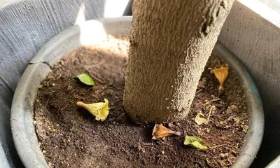 The blooming cycle and time of the Green Jade Tree (Discover the secrets of the Green Jade Tree's blooming and care tips)