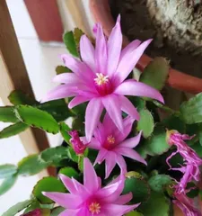 绿宝树的开花周期与时间（了解绿宝树开花的秘密及养护技巧）2