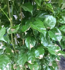 绿宝树的开花周期与时间（了解绿宝树开花的秘密及养护技巧）3