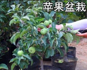 Apple Fruiting Period Maintenance and Management Methods (Master Apple Fruiting Period Knowledge, Do a Good Job in Fruit Tree Maintenance) 3