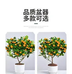 Pruning Techniques for Bonsai Orange Trees (Pruning Method Illustrated, Making it Easy to Create a Beautiful Bonsai Tree)