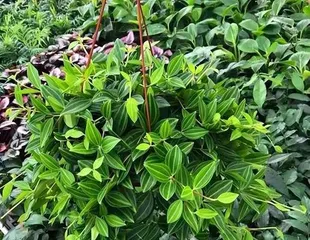 The art of placing plants on a balcony, with diverse choices making life more beautiful (What plants are suitable for balconies? Tips for arranging plants on a balcony)