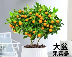 Pruning Techniques for Bonsai Orange Trees (Illustrated Guide to Creating Beautiful Bonsai Trees) 2