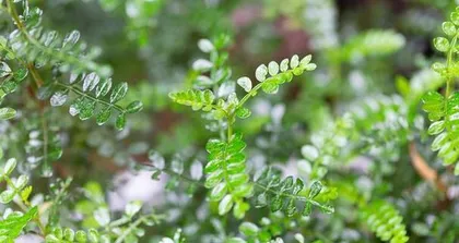 Potting Time and Care Methods for Fragrant Wood (How to Make Fragrant Wood Grow Healthily? - Techniques and Precautions for Fragrant Wood Care)