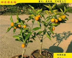 Pruning Techniques for Bonsai Orange Trees (Illustrated Guide to Creating Beautiful Bonsai Trees) 3