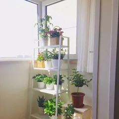 The Art of Balcony Plant Arrangement: Diverse Choices for a Better Life (What plants are suitable for the balcony? Tips for arranging balcony plants)2