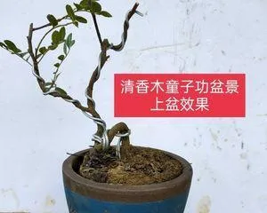 Fragrant wood repotting time and maintenance methods (how to make fragrant wood grow healthy and strong? - tips and precautions for fragrant wood maintenance)2