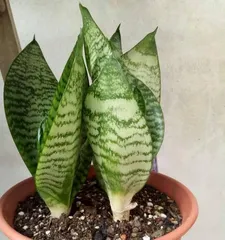 The Art of Balcony Plant Arrangement: Diverse Choices for a Better Life (What plants are suitable for the balcony? Tips for arranging balcony plants)3