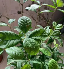 How to Properly Care for Winter Osmanthus盆栽 (Winter Osmanthus盆栽 Care Tips to Make Your Osmanthus Blossom More Beautiful)