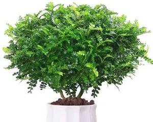 Fragrant wood repotting time and maintenance methods (how to make fragrant wood grow healthy and strong? - tips and precautions for fragrant wood maintenance)3