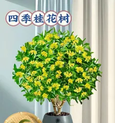 How to Properly Care for Osmanthus Bonsai in Winter (Winter Osmanthus Bonsai Care Tips to Make Your Osmanthus Bloom More Beautiful) 2