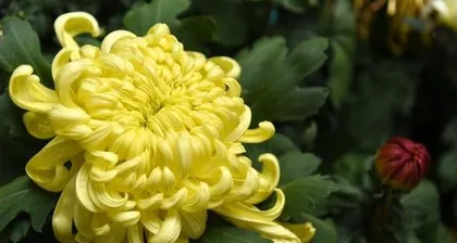 The Vitality and Charm of Chrysanthemums (The Beauty and Care of Perennial Chrysanthemums)