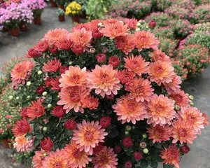 The Vitality and Charm of Chrysanthemums (The Beauty and Care of Perennial Chrysanthemums) 2