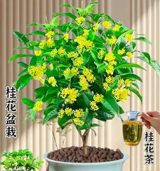 How to Properly Care for Osmanthus Bonsai in Winter (Winter Osmanthus Bonsai Care Tips to Make Your Osmanthus Bloom More Beautiful) 3