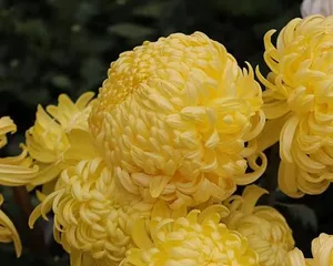 The Vitality and Charm of Chrysanthemums (The Beauty and Care of Perennial Chrysanthemums) 3