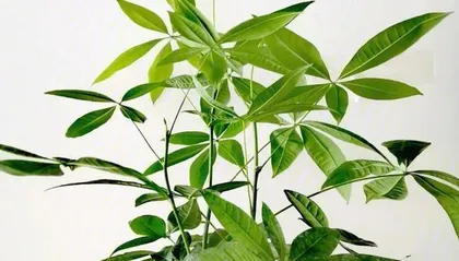 Tips for Cultivating and Maintaining Lucky Bamboo to Grow More Vigorously (Aquatic Cultivation of Lucky Bamboo)